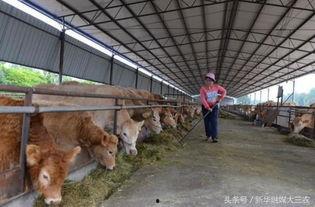 雙陽(yáng)區(qū)養(yǎng)牛新聞?lì)^條,打造綠色生態(tài)養(yǎng)殖新標(biāo)桿